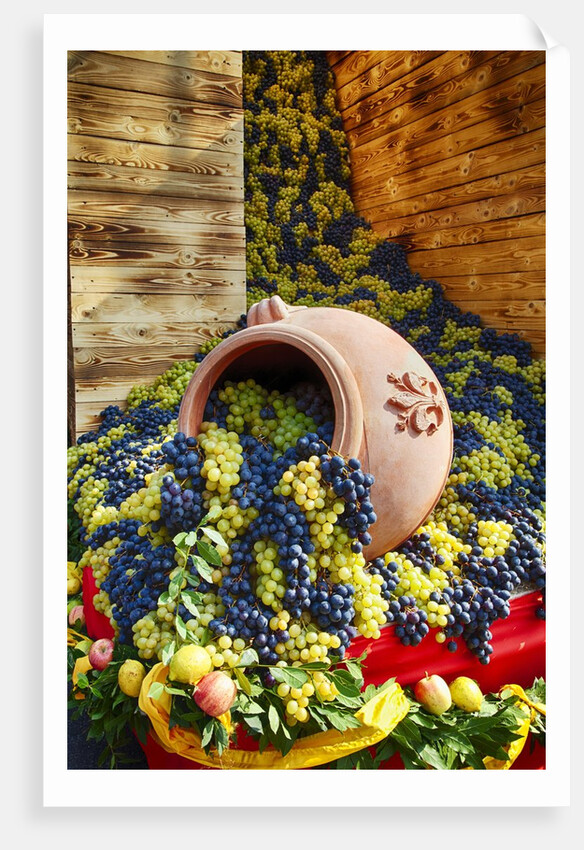 Harvested fresh grapes from the Tuscan fields by Anonymous
