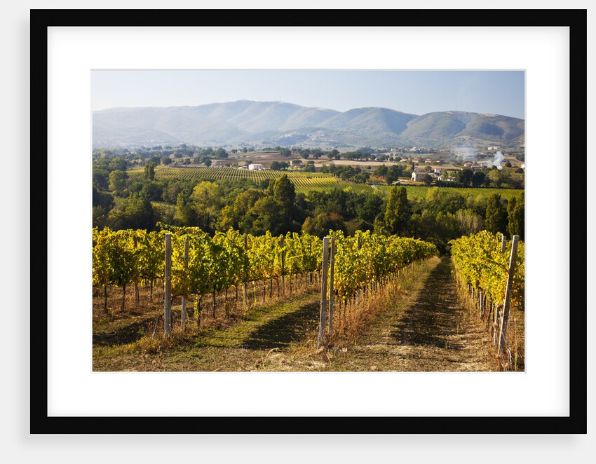 Vineyards draping hillsides by Anonymous
