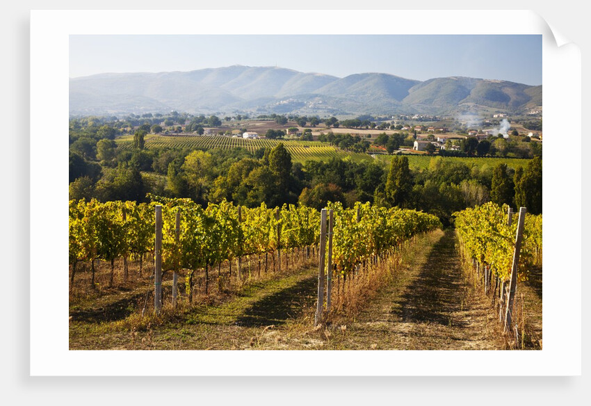 Vineyards draping hillsides by Anonymous