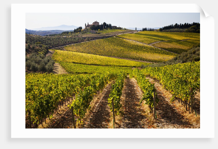 Villa and vineyards in the rolling hills of Tuscany by Anonymous