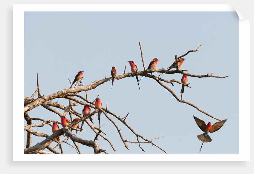 Southern Carmine Bee-eater (Merops nubicoides) by Anonymous