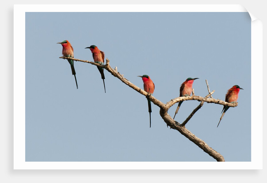 Southern Carmine Bee-eater (Merops nubicoides) by Anonymous