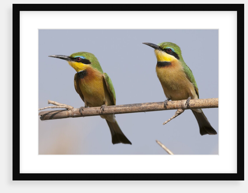 Little bee-eater (Merops pusillus) by Anonymous