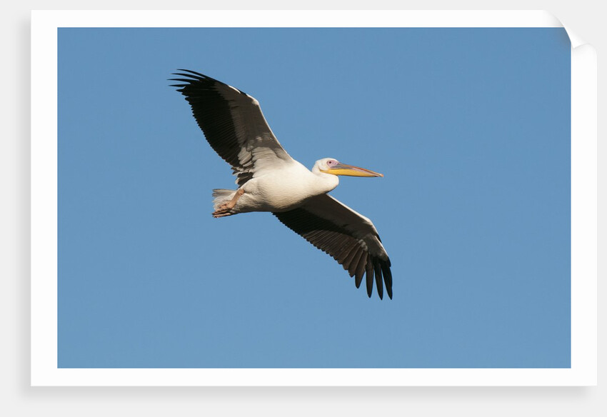 Great white pelican (Pelecanus onocrotalus) by Anonymous