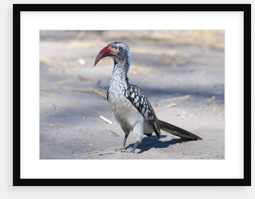 Southern red-billed hornbill (Tockus erythrorhyncus) by Anonymous