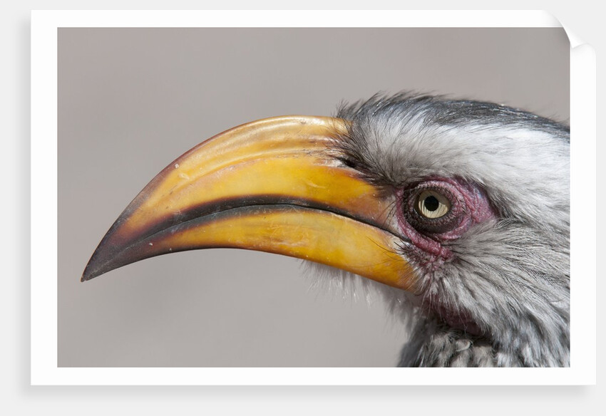 Southern yellow-billed hornbill (Tockus leucomelas) by Anonymous