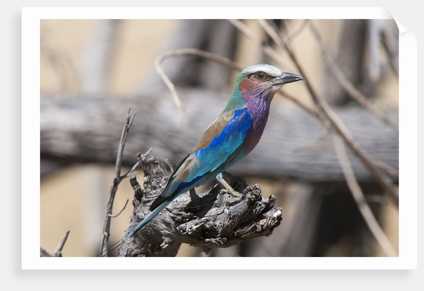 Lilac-breasted roller (Coracias caudata) by Anonymous