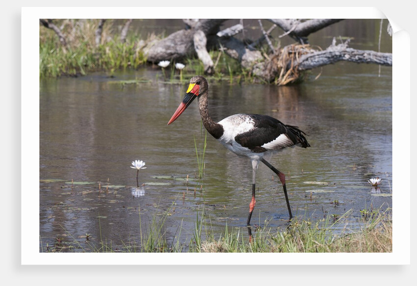Saddle-billed stork (Ephippiarhynchus senegalensis) by Anonymous