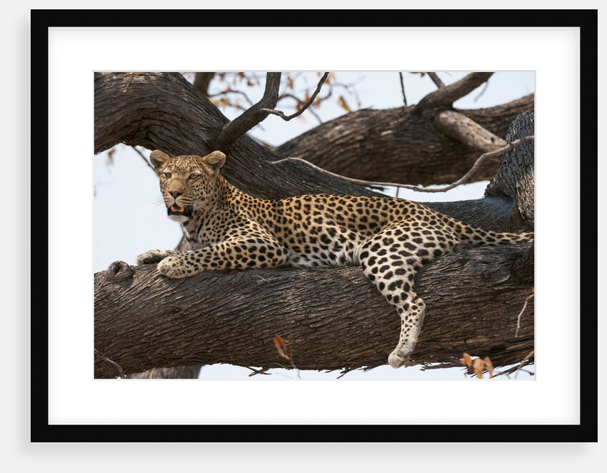 Leopard by Anonymous