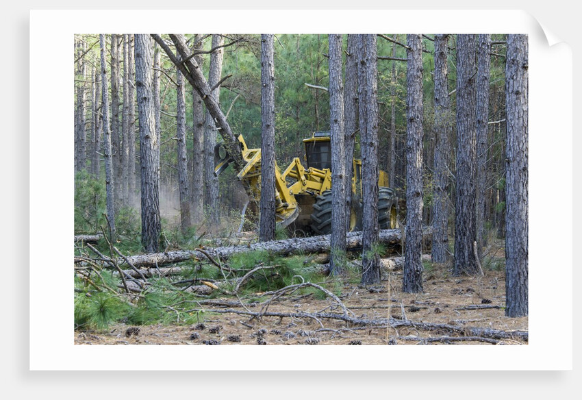Pine Forest Logging by Anonymous