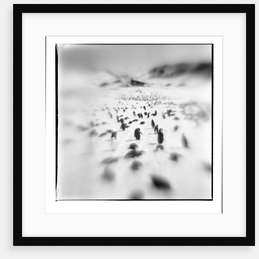 Chinstrap Penguins, Antarctica by Anonymous