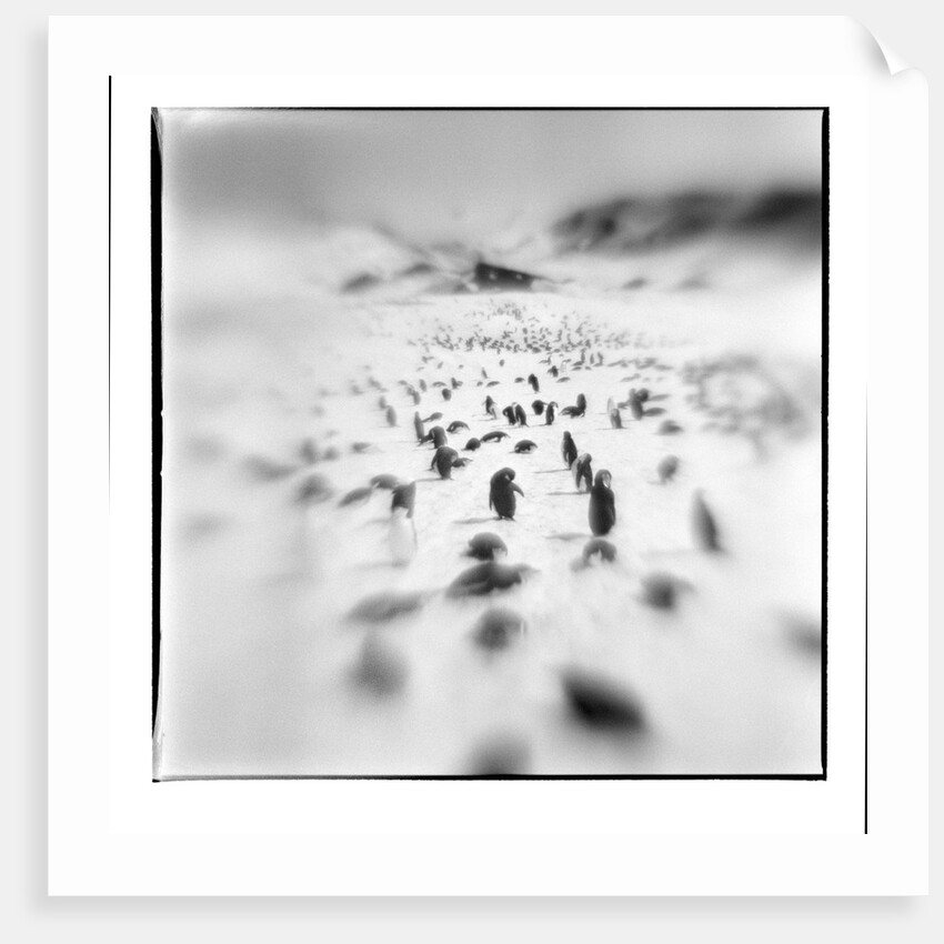 Chinstrap Penguins, Antarctica by Anonymous