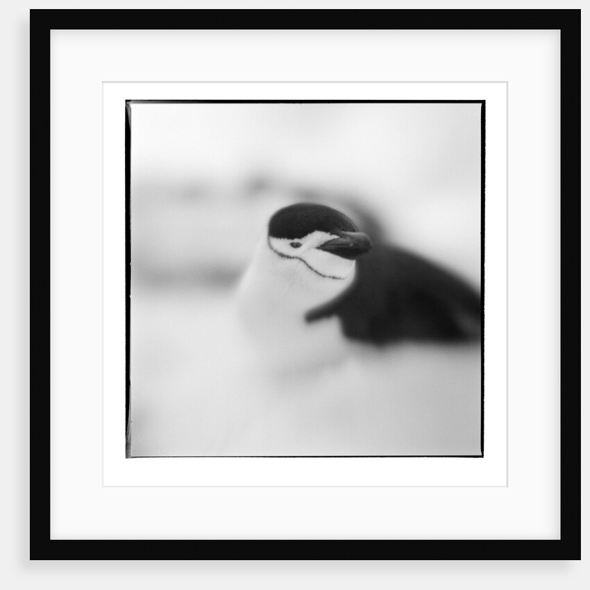 Chinstrap Penguin, Antarctica by Anonymous