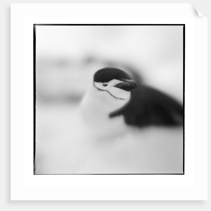 Chinstrap Penguin, Antarctica by Anonymous