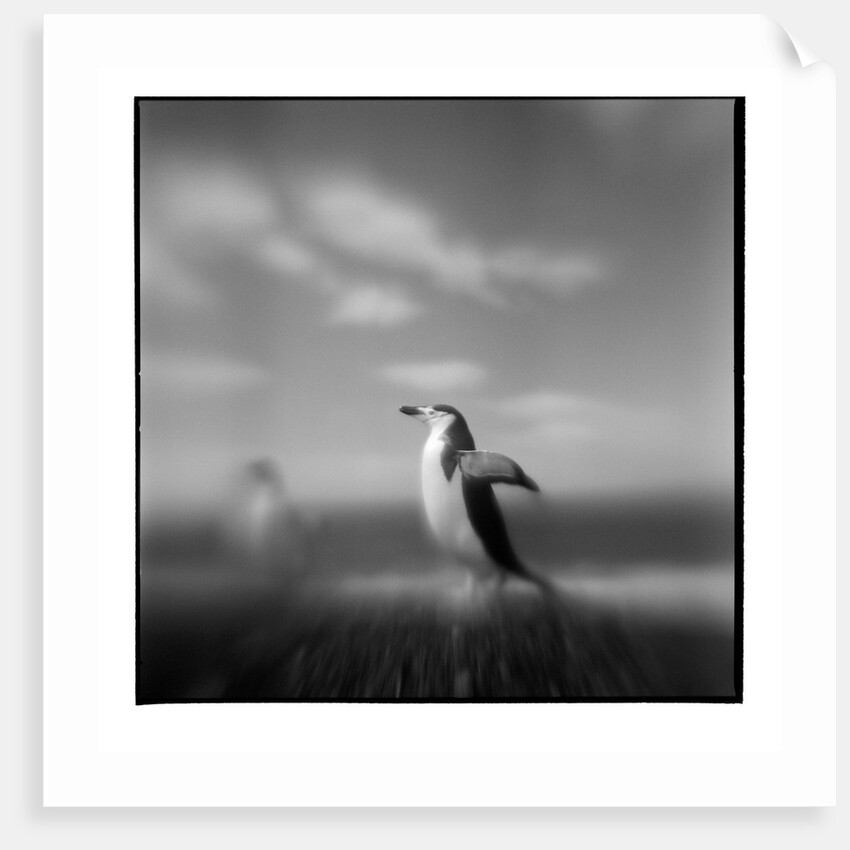Chinstrap Penguin, Antarctica by Anonymous