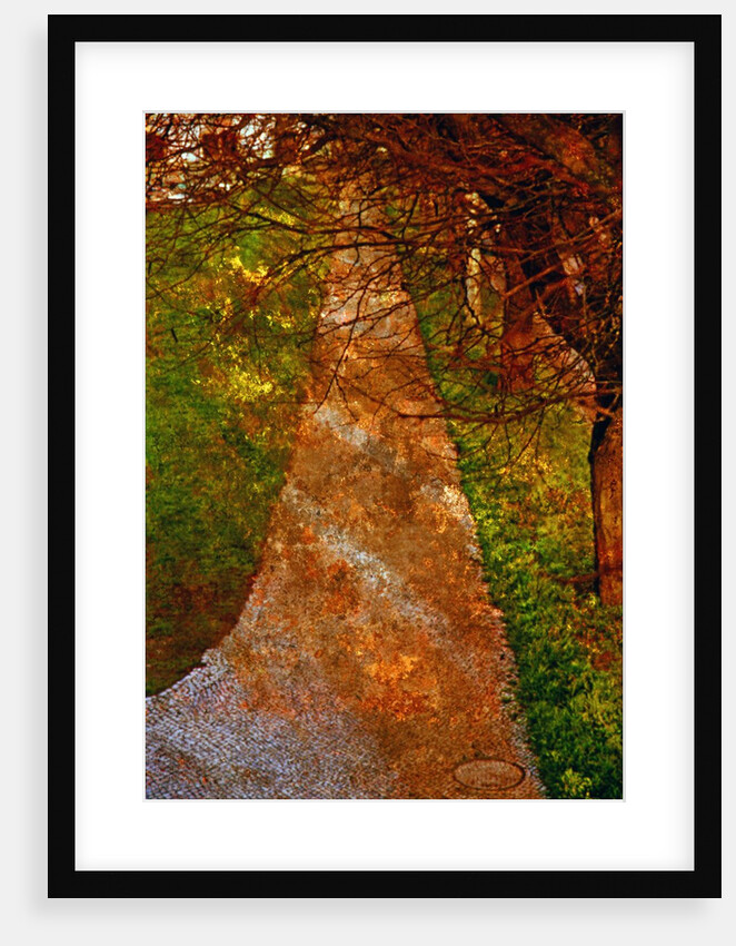Way and Trees by Anonymous