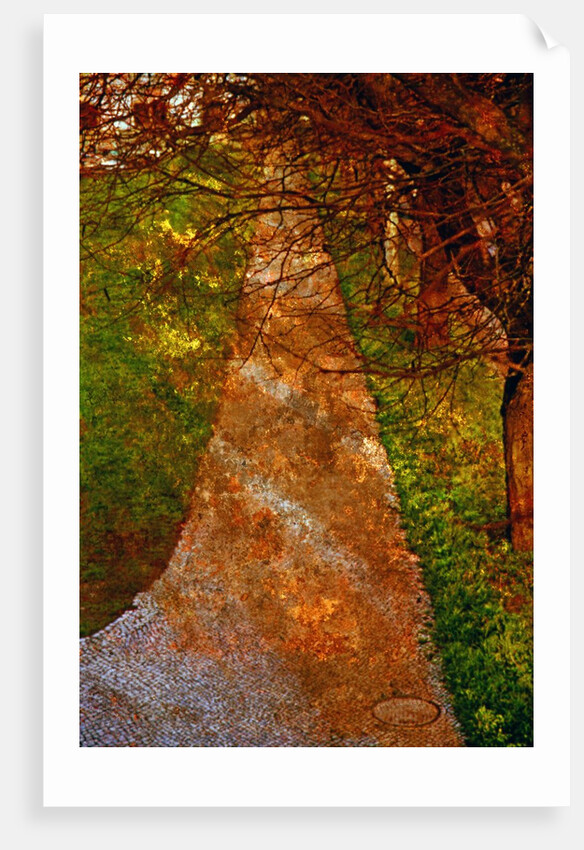 Way and Trees by Anonymous