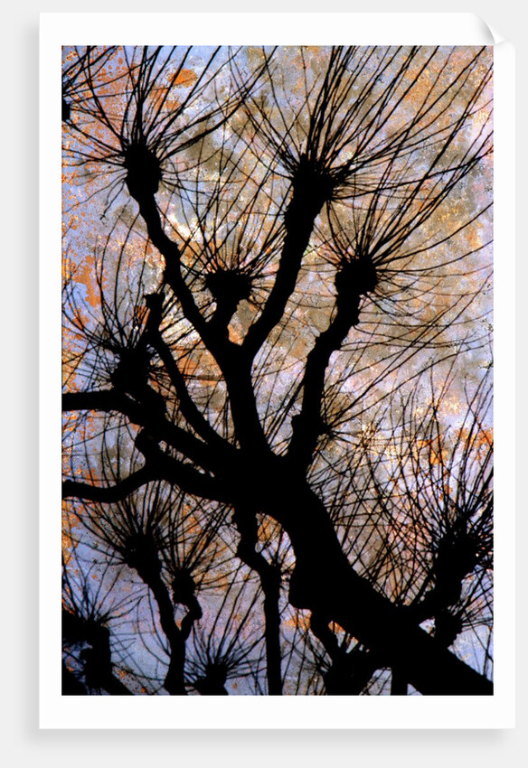 Leafless Tree by Anonymous