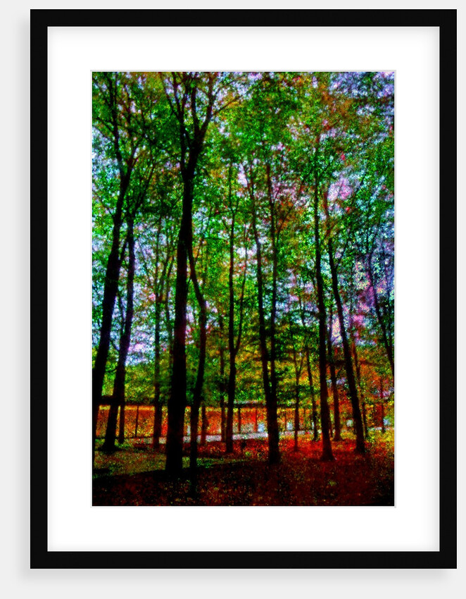 Trees by Anonymous
