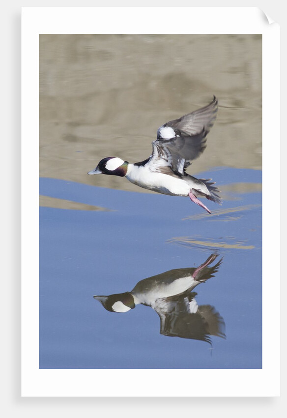 Male Bufflehead Duck takes off by Anonymous
