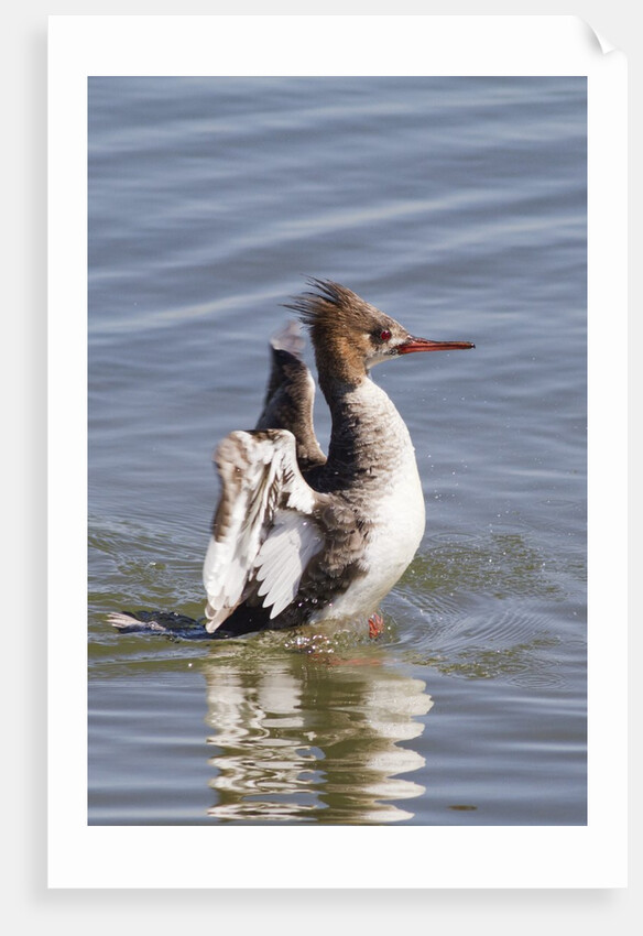 Red-Breasted Merganser female flapping wings by Anonymous