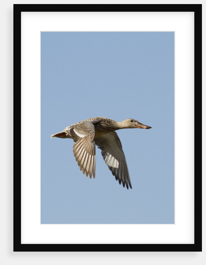 Female Northern Shoveler Duck in flight by Anonymous