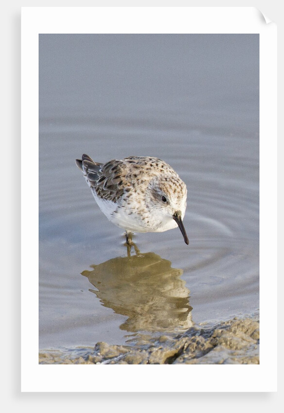 Western Sandpiper by Anonymous