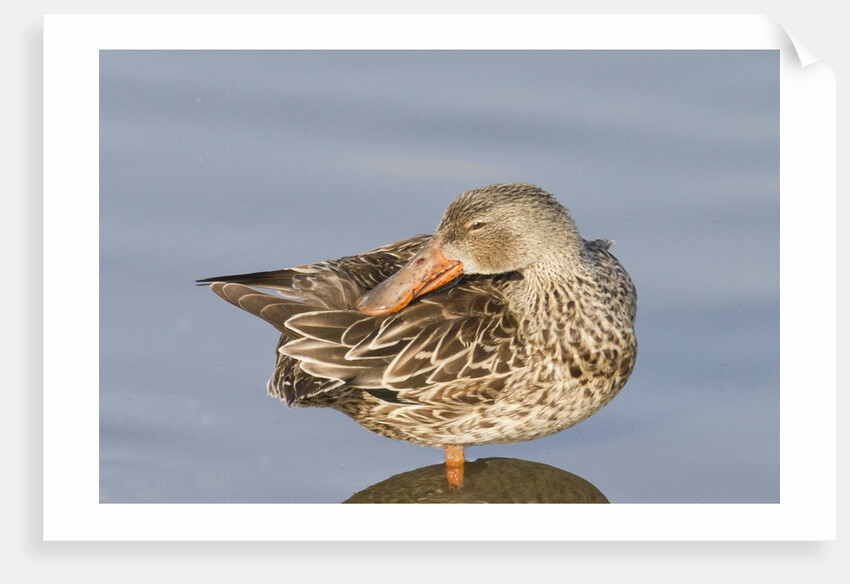 Female Northern Shoveler Duck resting in the water by Anonymous
