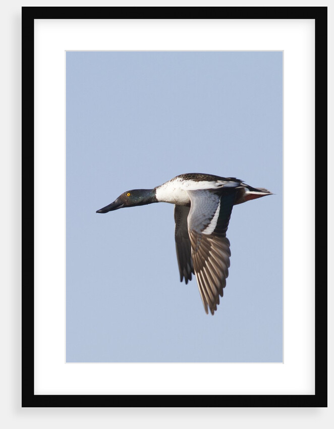Male Northern Shoveler in flight by Anonymous