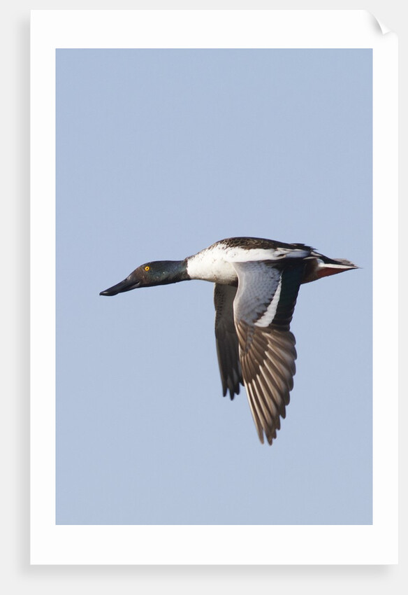 Male Northern Shoveler in flight by Anonymous