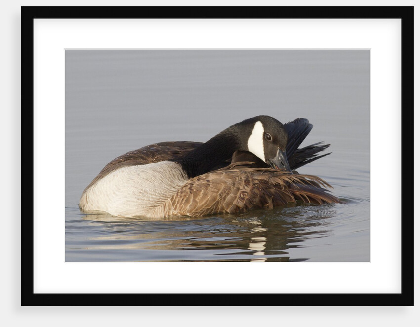 Canada Goose grooming its feathers by Anonymous