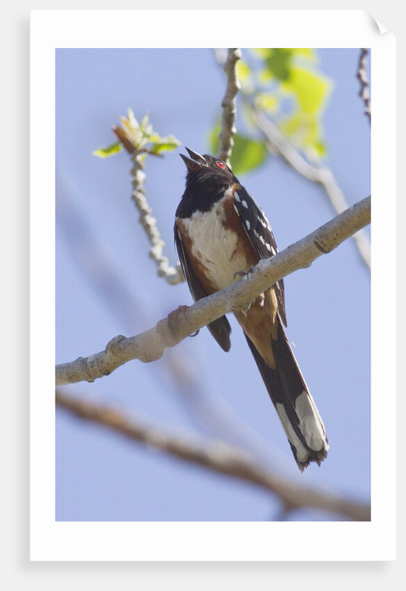 Spotted Towhee calling by Anonymous