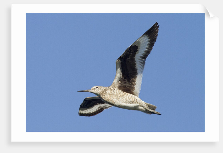Willet flying by Anonymous