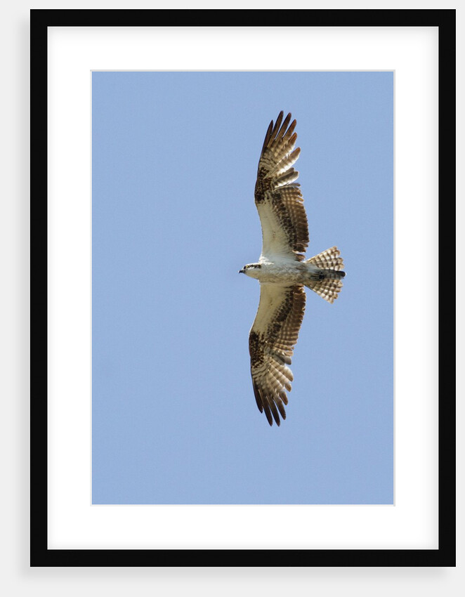 Osprey flying by Anonymous