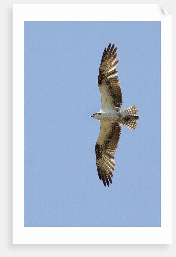 Osprey flying by Anonymous