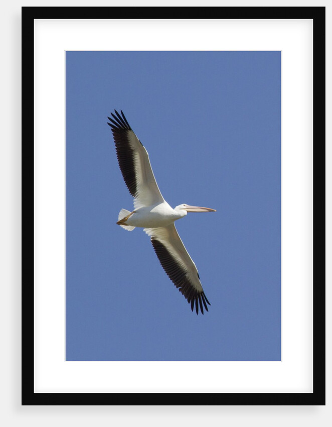 American White Pelican flying by Anonymous