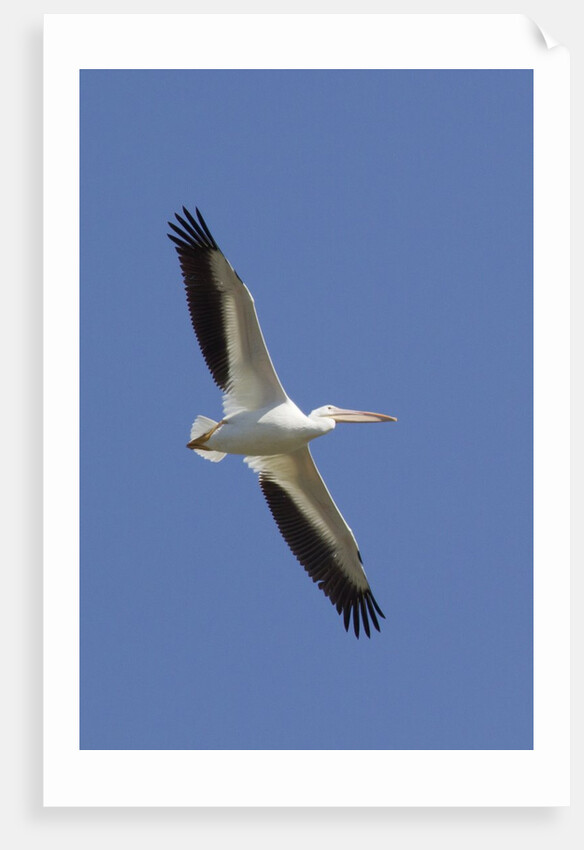 American White Pelican flying by Anonymous