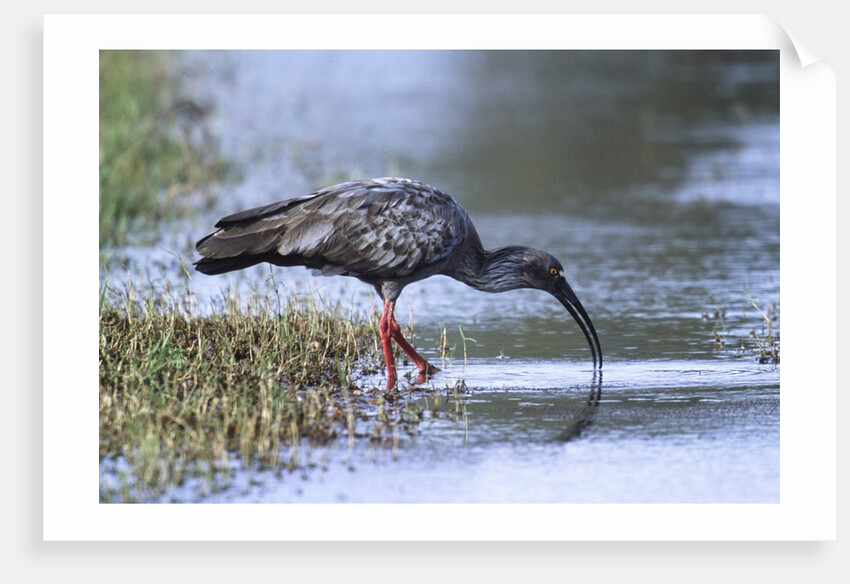 Plumberous Ibis by Anonymous