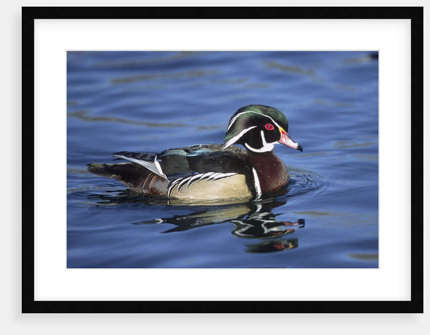 Male Wood Duck by Anonymous