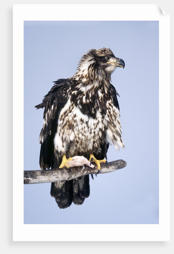 Immature Bald Eagle with a fish by Anonymous