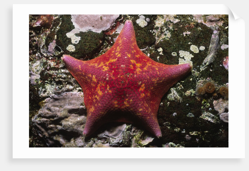 Bat Star by Anonymous