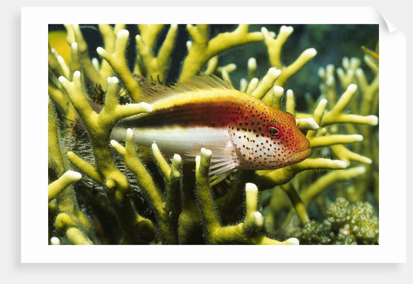 Freckled Hawkfish by Anonymous