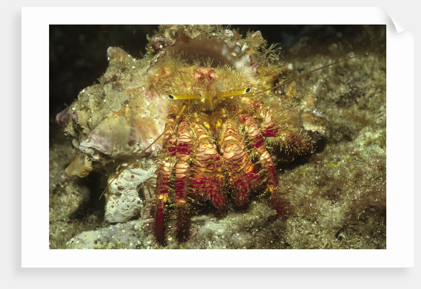 Red-Banded Hermit Crab by Anonymous