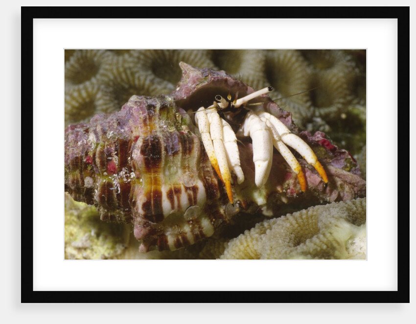 Small White Hermit Crab by Anonymous