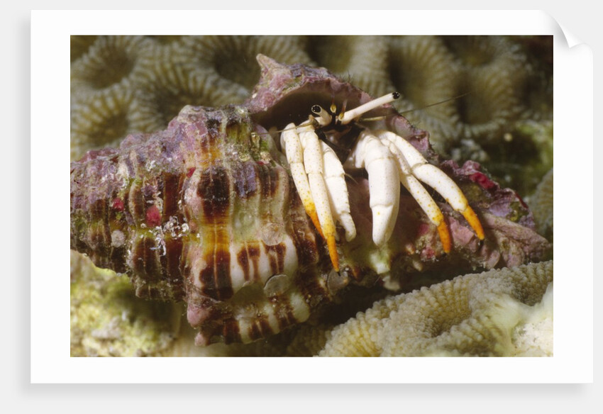Small White Hermit Crab by Anonymous