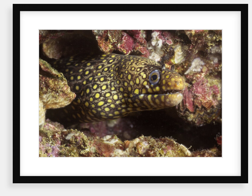Jewel Moray Eel by Anonymous
