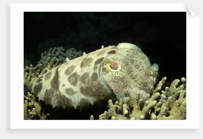 Broadclub Cuttlefish by Anonymous