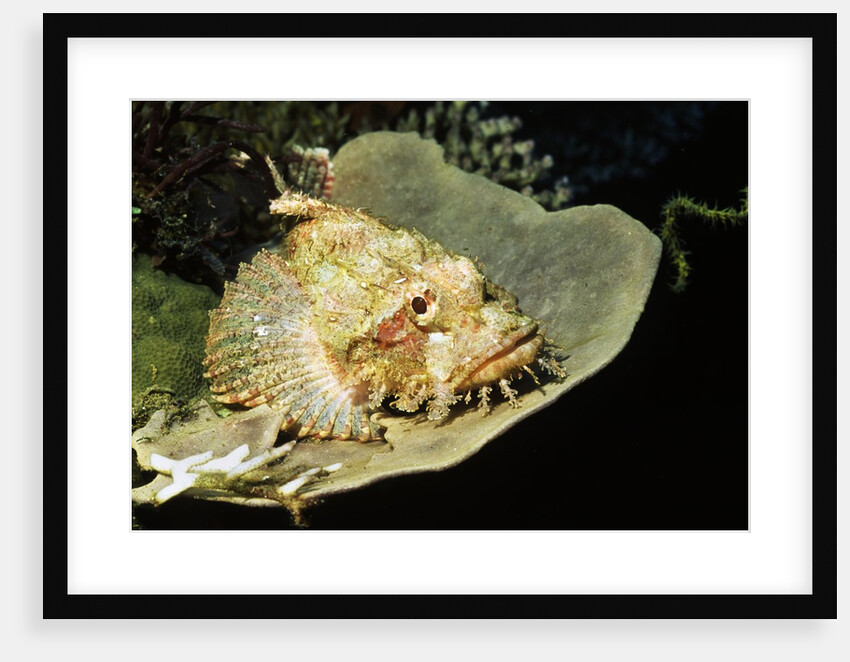 Smallscale Scorpionfish by Anonymous