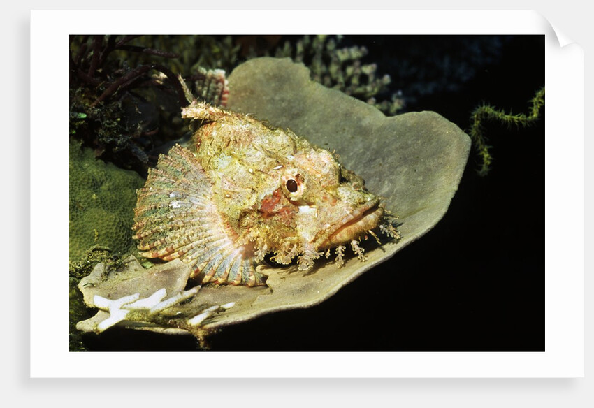 Smallscale Scorpionfish by Anonymous