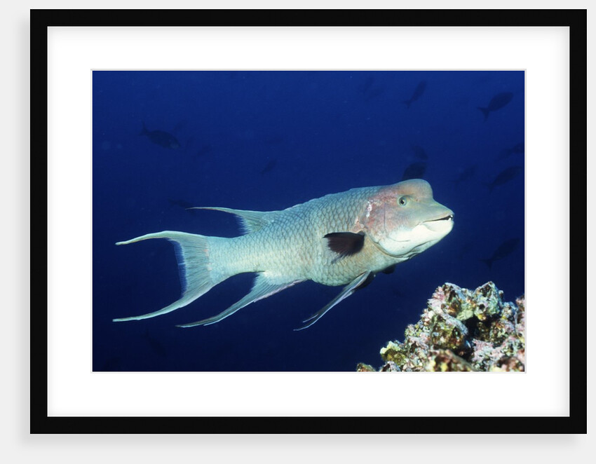 Streamer Hogfish suprmale by Anonymous